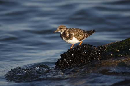 turnstone，蚤 interpres