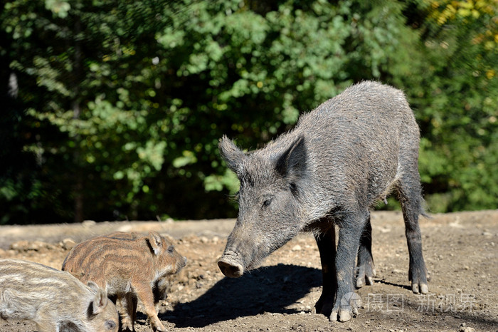 在森林里的野猪