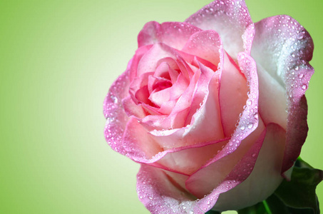 柔和的粉红色玫瑰与模糊的背景上的露珠
