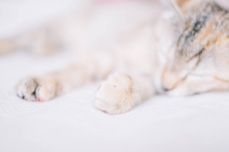 可爱的老虎色小猫睡在白色的沙发上, 特写