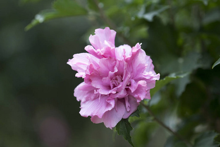 依莉莎玫瑰图片