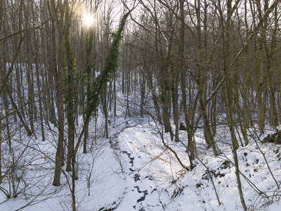 冬季森林中积雪覆盖的道路