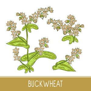 荞麦.植物.素描.在白色背景上.设置.颜色照片