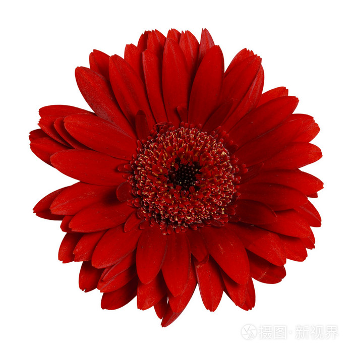 暗红色的非洲菊雏菊