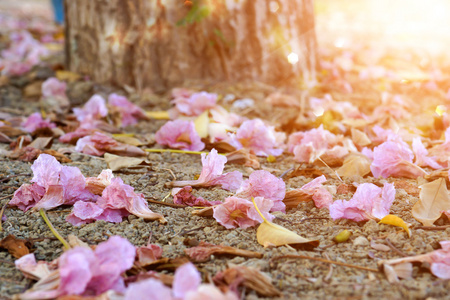 粉红色的喇叭花和干树叶在夏天图片