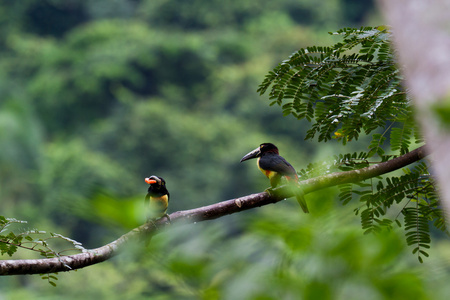 aracari 巨嘴鸟