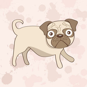 八哥犬新版图片