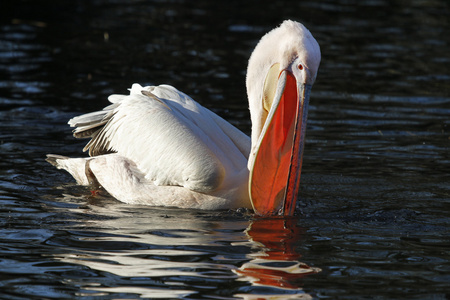 虫栎) 在多瑙河三角洲罗马尼亚在多云的蓝色天空中飞行的美国白鹈鹕