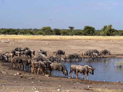 Connochaetes taurinus, 位于纳米比亚 Etosha 国家公园附近水坑的蓝马羚群