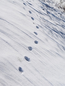 小动物在雪地上的脚印图片