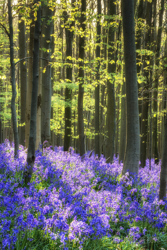 美丽的早晨在春天蓝铃森林与太阳光束通过