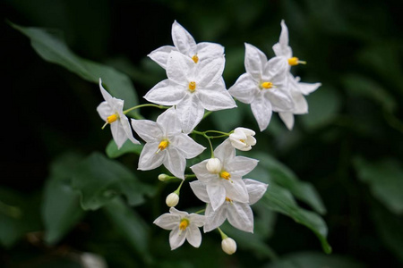 浪漫的白花