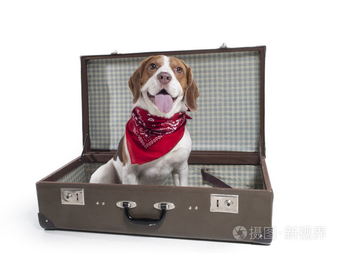 着一个手提箱在工作室中的白色背景上的小猎犬