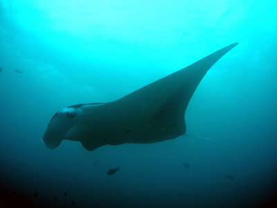 蝠鲼游泳图片-蝠鲼游泳素材-蝠鲼游泳插画-摄图新视界