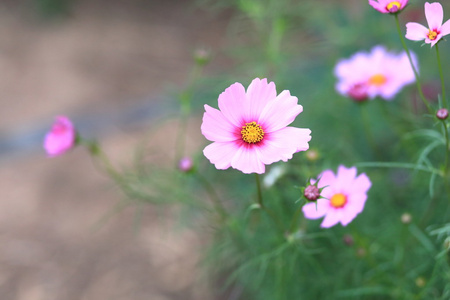 花园里的粉色波斯菊花海