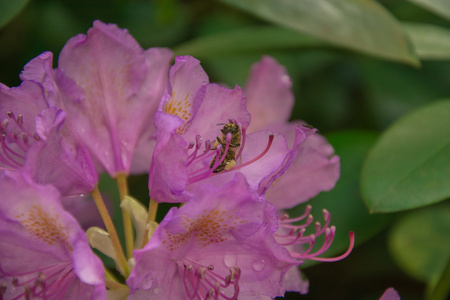 蜜蜂在花