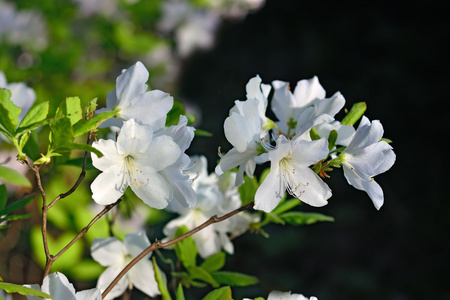 杜鹃花皇家杜鹃花