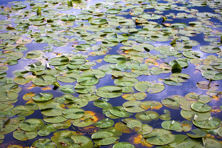 在水中的 lilypads wallpaper