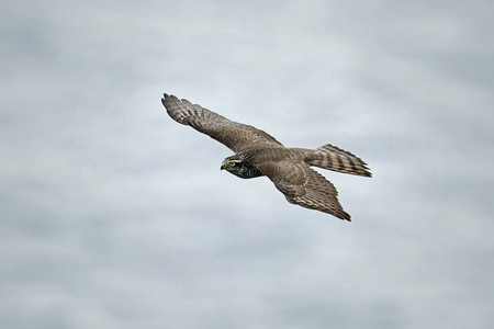 欧亚只雀鹰在自然栖息地飞行中的应用