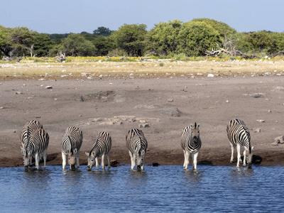 达马拉斑马群, 马 burchelli 安帝古伦, 附近水坑, Etosha 国家公园, 纳米比亚