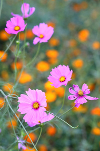 花园里的粉色波斯菊花海