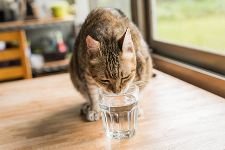 那只猫从水龙头喝水女孩在小猫耳朵和红色手套与酸奶隔绝在白色.