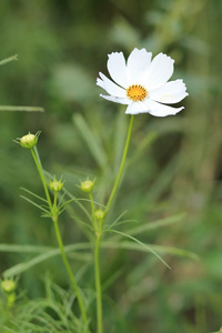 白色波斯菊花海