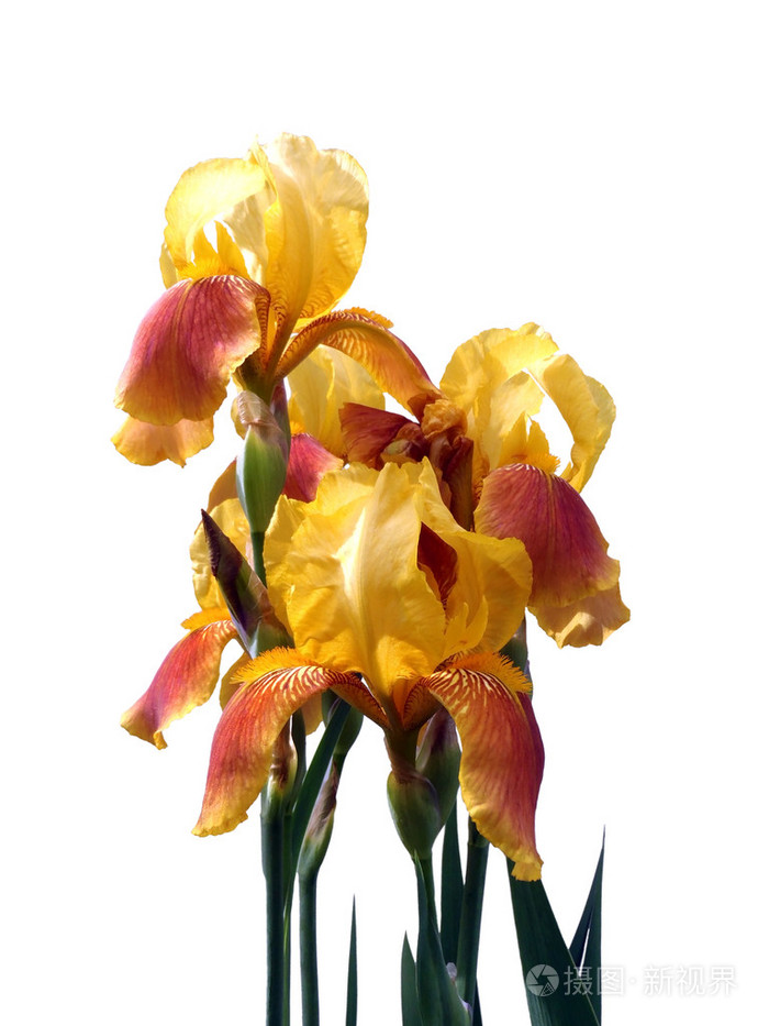 花束的黄色鸢尾花在白色的背景下,宏