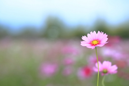 花园里的粉色波斯菊花海