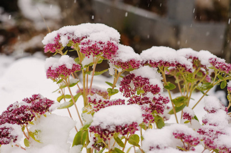 冬天花园里积雪覆盖的花草植物