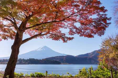 美丽的富士山景色在秋天. 在日本河口湖旁被红枫树叶环绕