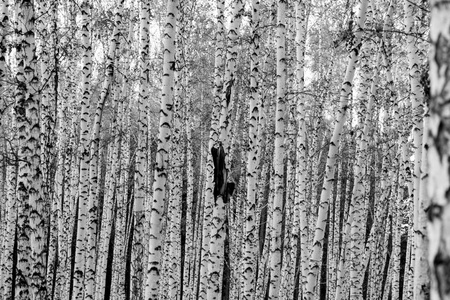 白桦林背景, 黑白照片