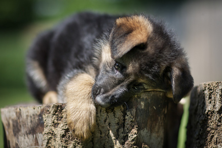 德国牧羊犬玩一块木头