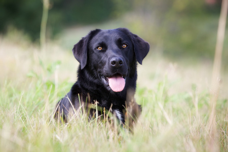 黑色拉布拉多犬