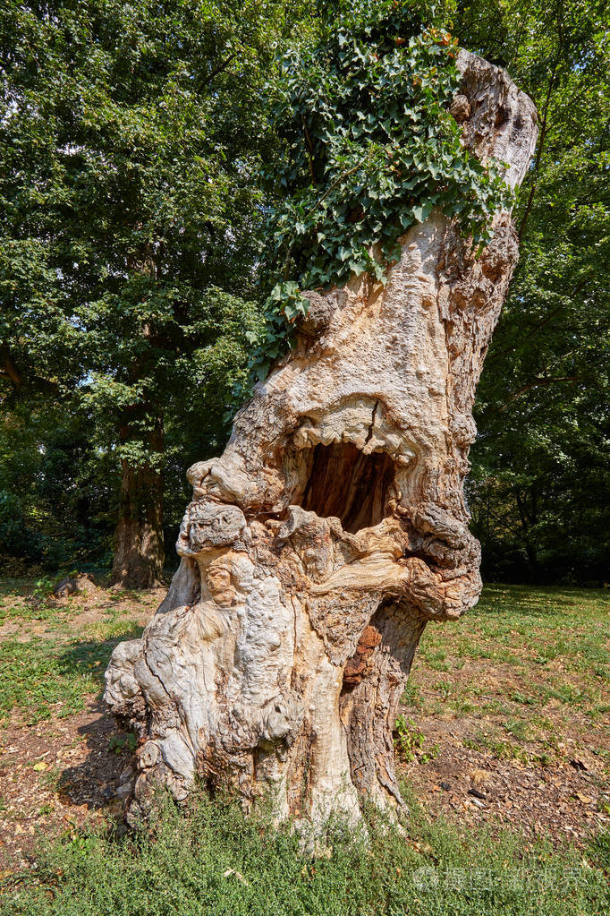 公园里常春藤覆盖的老空心树