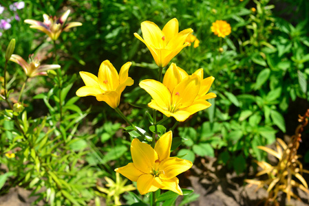 美丽的灌木和花束黄百合花与芽特写在户外的绿色背景在花园。春天, 自然。平躺, 顶部视图