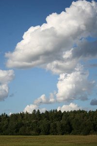 蓝天上的松树林顶, 白色的大积云作为夏季背景