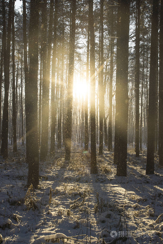 在冬季下雪的森林中穿透树干和树冠的光线