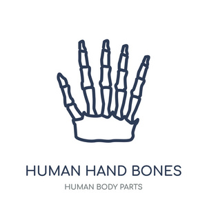 人的手骨图标。人体手骨线性符号设计从人体零件集合