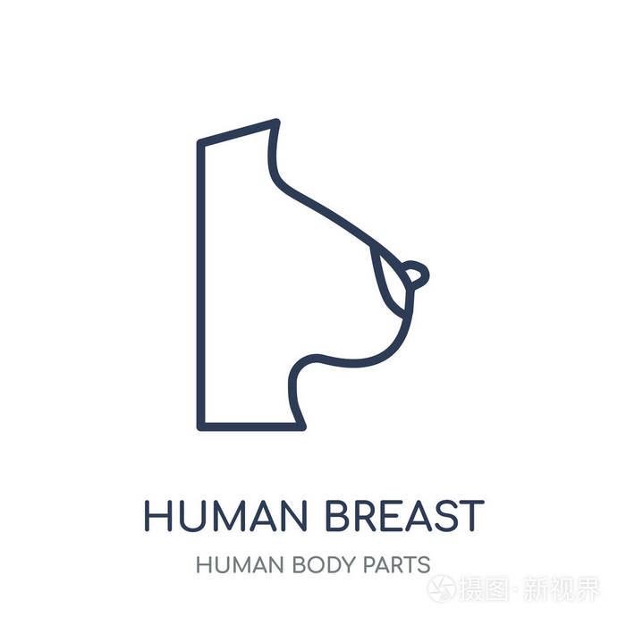 人类乳房图标.从人体部位收藏的人类乳房线性符号设计