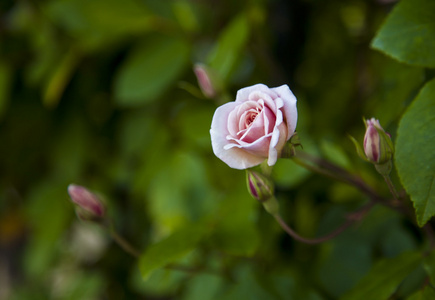 粉红色的玫瑰与露珠