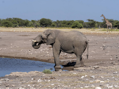 非洲象男性, 非洲象属, 基利坎贝尔, 水坑, Etosha 国家公园, 纳米比亚