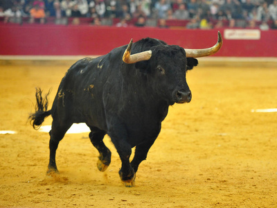 牛跑在西班牙的公牛跑在斗牛照片