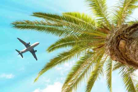 客机在棕榈树上方飞行, 顶着蓝天