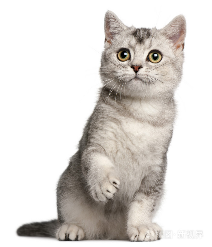 英国短毛猫小猫4个月大坐在前面的白色背景