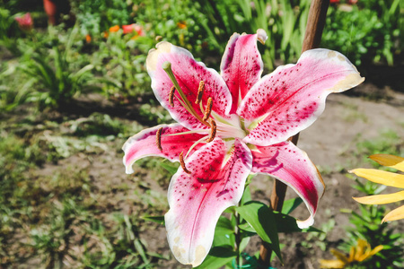 粉红色的莉莉在花园里, 粉红色的百合花花束, zephyranthes 花, 东方