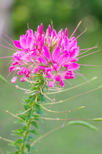 蜘蛛花 醉蝶花 hassleriana