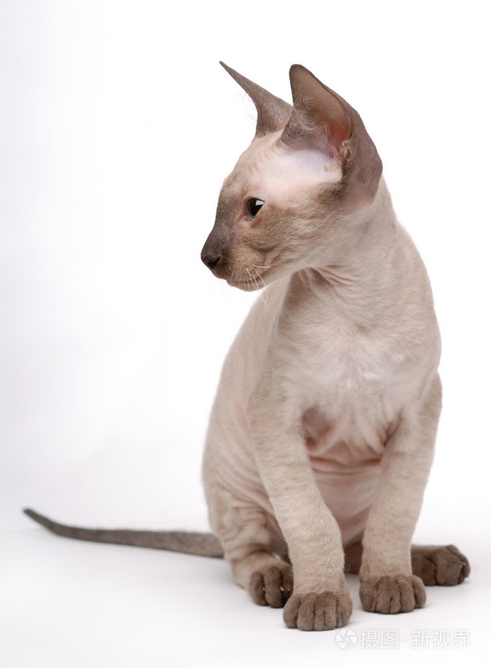 东方短毛猫棕色peterbald