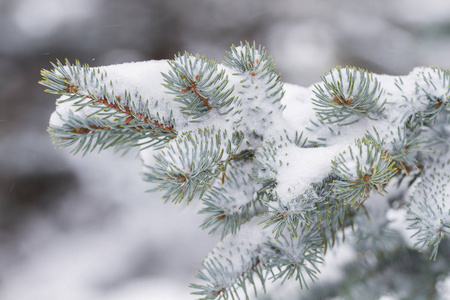 松林中的松树枝和飘落的雪