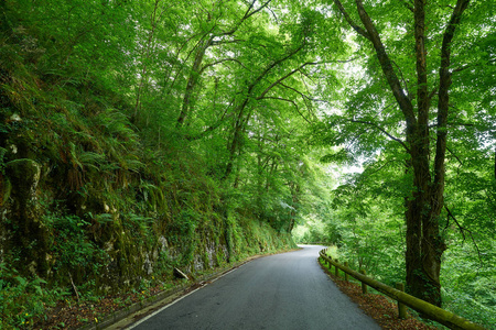 西班牙 Picos Covadonga 路森林